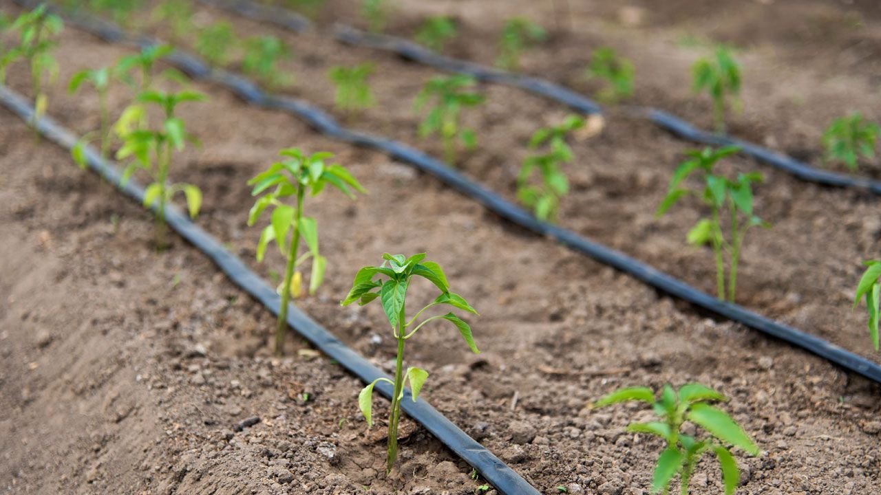 Irrigation & Water Management
